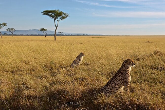 3-Day Masai Mara Group Joining Safari Adventure - Key points at a glance