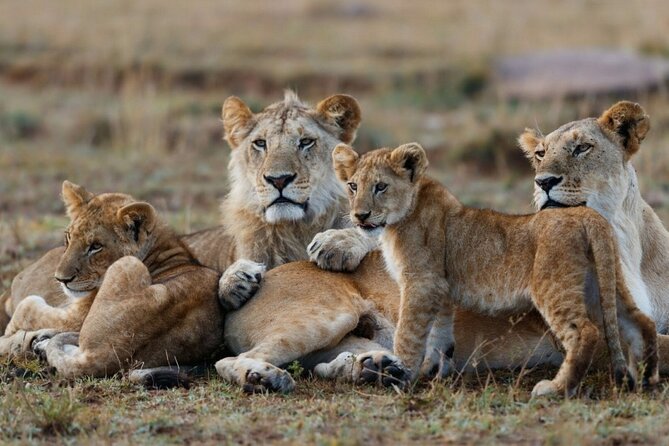3-Day Masai Mara Group Joining Safari Adventure - From Nairobi to the Great Rift Valley viewpoint