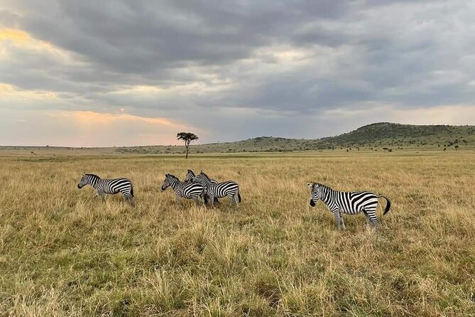 3-Day Masai Mara Group Joining Safari Adventure - Day two: the full-day safari that carries the trip
