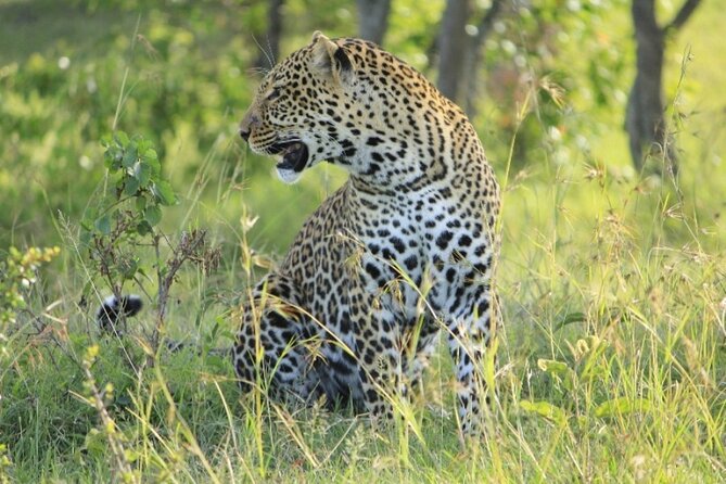 3-Day Masai Mara Group Joining Safari Adventure - Day one: arriving in time for an evening game drive