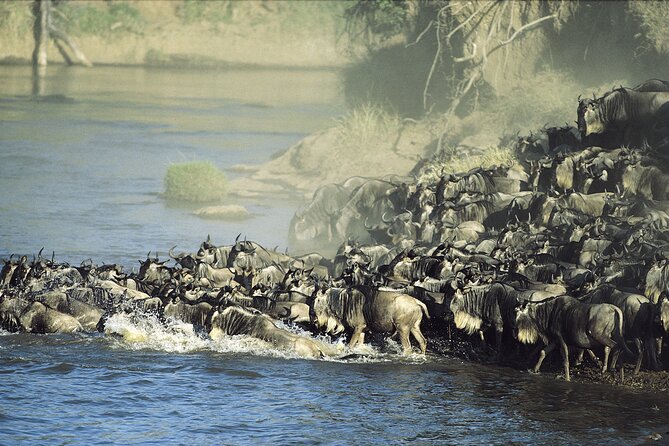 3-Day Masai Mara Group Safari with Pick Up - The Mara River and migration season