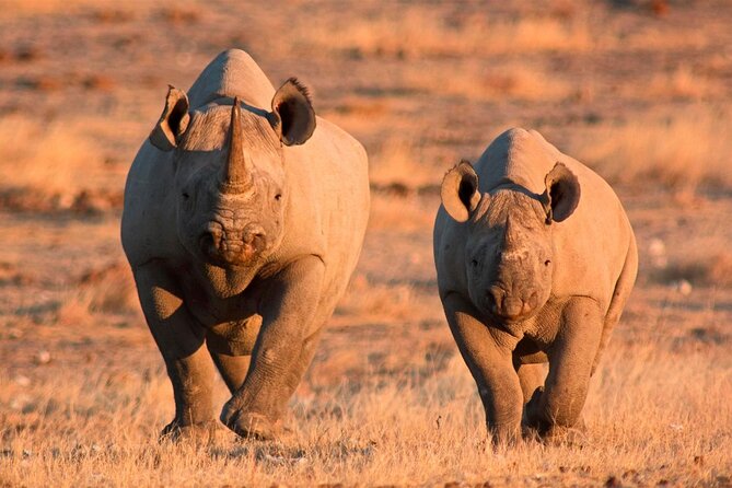 3-Day Masai Mara Group Safari with Pick Up - The group format and guide quality