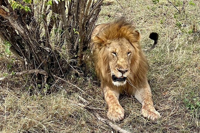 3-Day Masai Mara Jeep Safari - Vehicle comfort, roads, and guide quality
