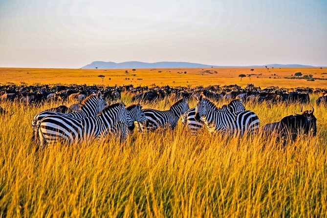 3-Day Masai Mara Jeep Safari - Day 2: The main wildlife day in Masai Mara