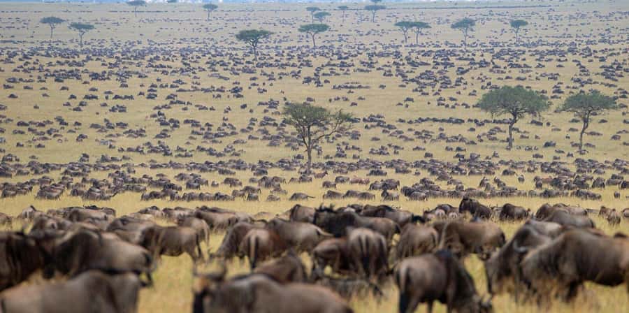 3-Day Masai Mara & Lake Naivasha Safari on 4x4 Jeep - Key Points Before You Book