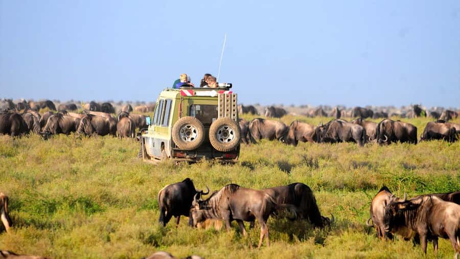 3-Day Masai Mara & Lake Naivasha Safari on 4x4 Jeep - Day Two: A Full Day in the Masai Mara