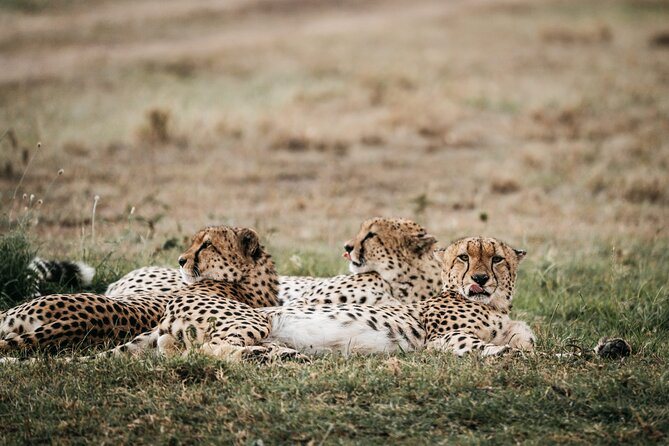 3-Day Masai Mara Luxury Safari - What the Private Format Really Gives You