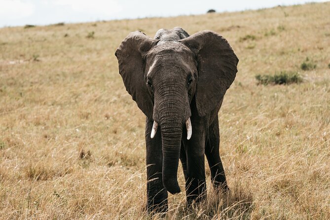 3-Day Masai Mara Luxury Safari - What the $1,702.71 Price Includes
