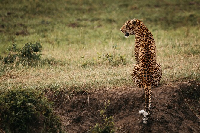 3-Day Masai Mara Luxury Safari - The Guides Who Shape the Experience