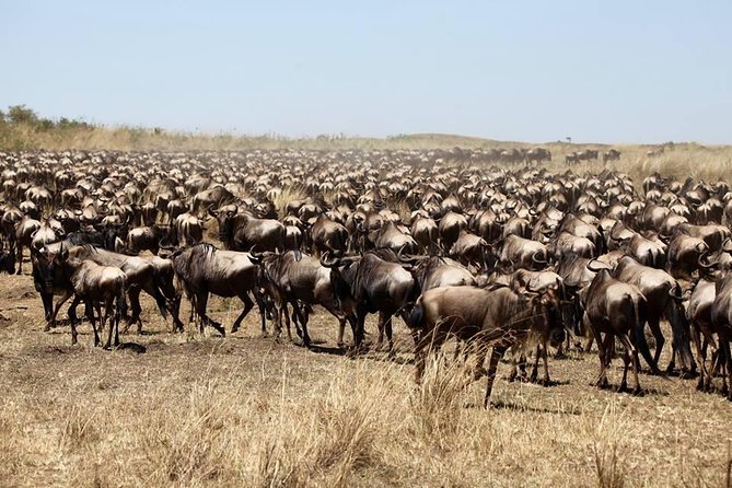 3-Day Masai Mara Luxury Safari - Day One: First Wildlife Drive in the Masai Mara