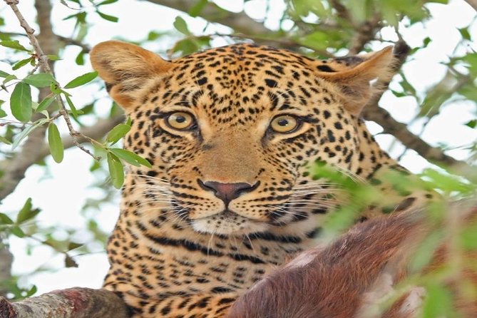 3-Day Masai Mara Private Luxury Safari - Why Three Days Can Work in the Masai Mara