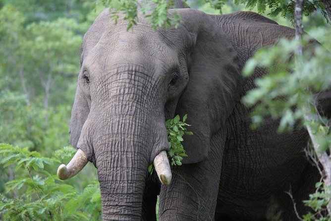 3-Day Masai Mara Private Luxury Safari - A Maasai Village Visit With Cultural Context