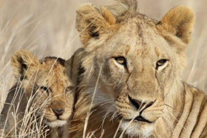 3-Day Masai Mara Private Luxury Safari - Evening Arrival Among the Mara Grasslands