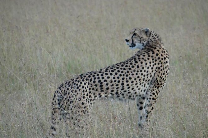 3 Day Masai Mara Safari - Two nights at Mara Simba Lodge