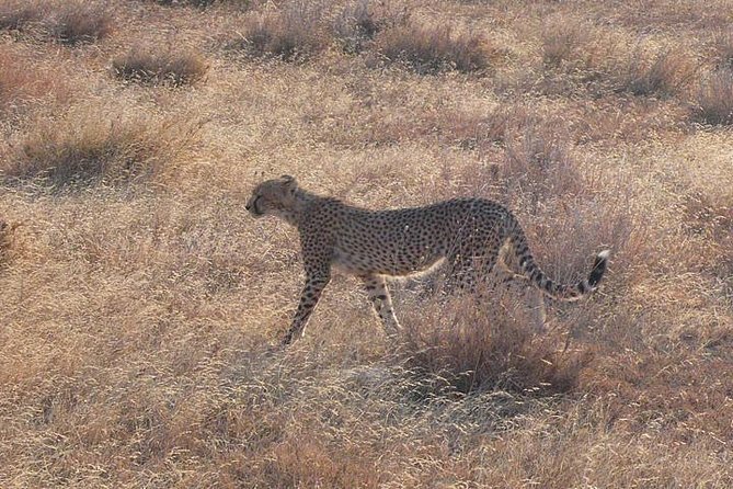 3 Day Masai Mara Safari - The full-day drive on day two
