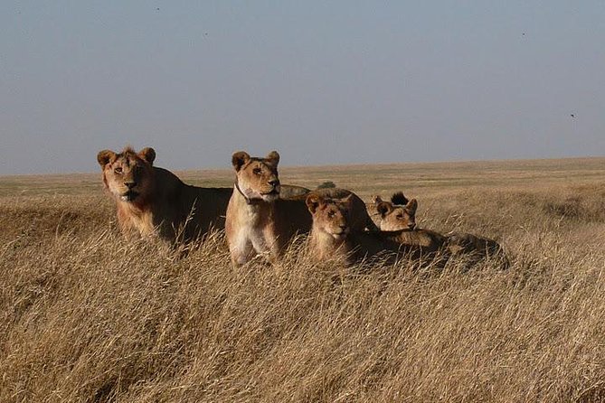 3 Day Masai Mara Safari - Why the private vehicle changes the experience