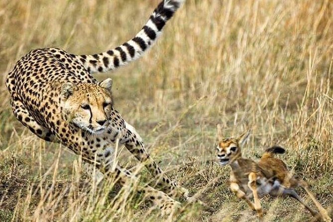 3-Day Masai Mara Safari Tour - Key points to know before booking