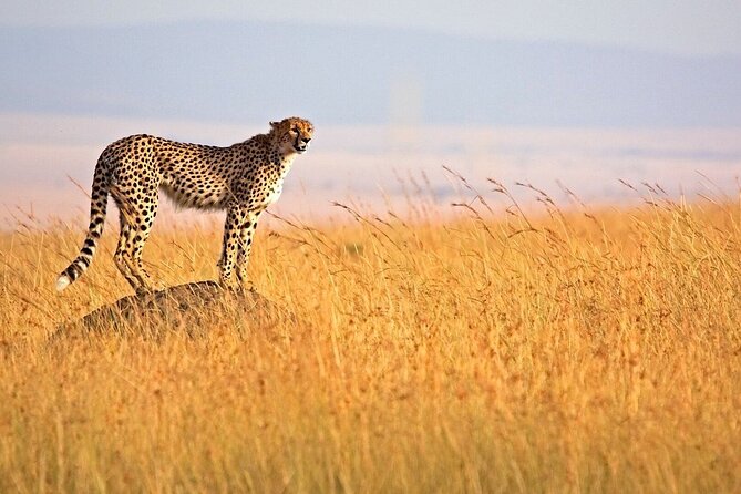 3-Day Masai Mara Safari Tour - Day two, the long safari day in the Mara