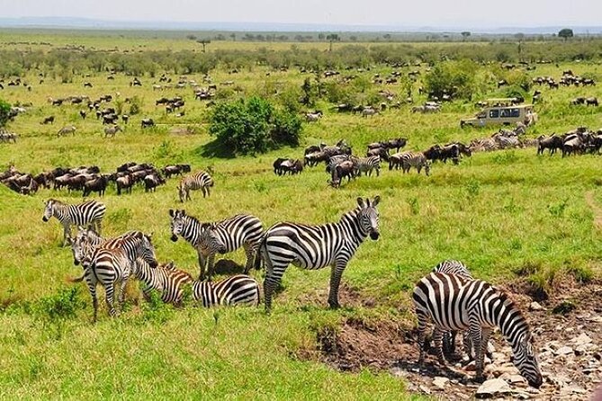3-Day Masai Mara Safari Tour - Lake Nakuru and the itinerary question