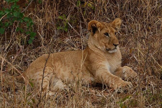 3-Day Masai Mara Safari Tour - Vehicles, group size, and guide quality