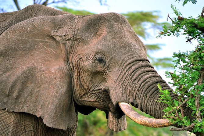 3-day Masai Mara Safari Tour to see the big five and wildebeest migration - Day 2: A full day among lions, elephants, and wildebeest