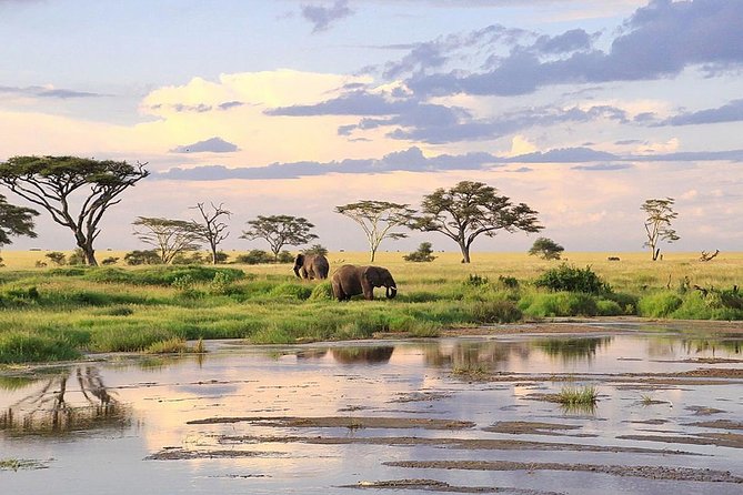 3-day Masai Mara Safari Tour to see the big five and wildebeest migration - Night sounds and budget camp comfort