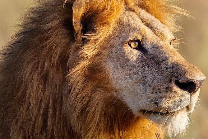 3-day Masai Mara Safari Tour to see the big five and wildebeest migration - Day 3: One last search before the Nairobi drive