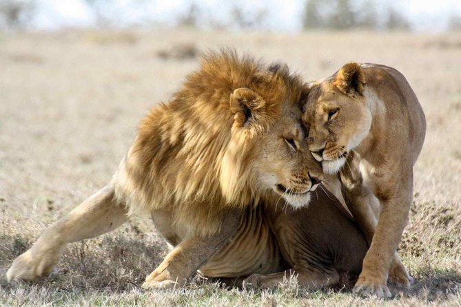 3-day Masai Mara Safari Tour to see the big five and wildebeest migration - Who will enjoy this safari most
