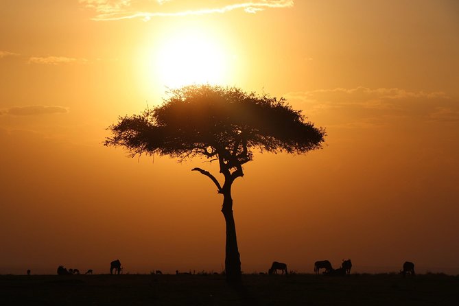 3-day Masai Mara Safari Tour to see the big five and wildebeest migration - Leaving Nairobi at 8 or 8:30 in the morning
