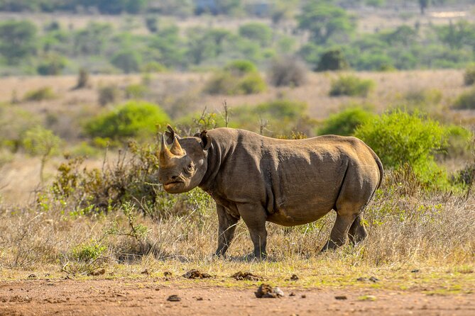 3-Day Masai Mara Wildebeest Migration 2025 - Afternoon wildlife in the Maasai Mara
