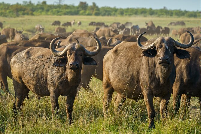3-Day Masai Mara Wildebeest Migration 2025 - What the $1,782 price really covers
