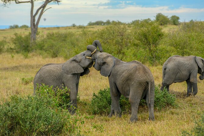 3-Day Masai Mara Wildebeest Migration 2025 - Guides and service make a practical difference