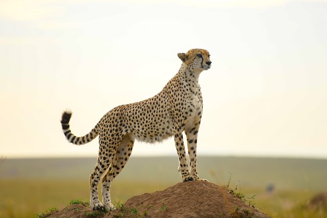 3-Day Masai Mara Wildebeest Migration 2025 - Booking details worth checking