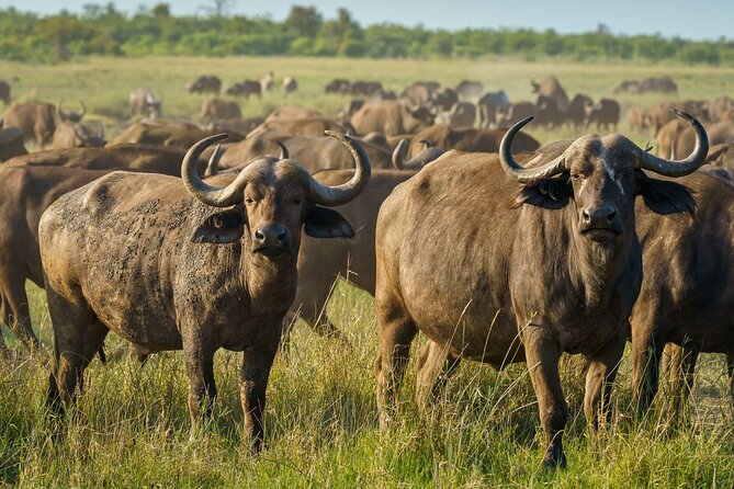 3-Day Masai Mara Wildebeest Migration 2025 - Day two gives the Mara its best chance