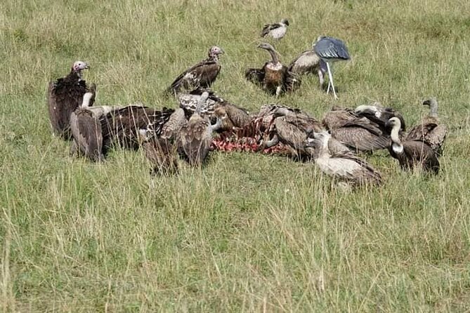 3 Day Private 4x4 Jeep Tour in Masai Mara Safari - Day two: a full day across the golden plains