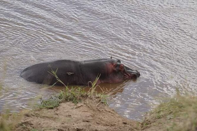 3 Day Private 4x4 Jeep Tour in Masai Mara Safari - Day three: one last chance for the Big Five