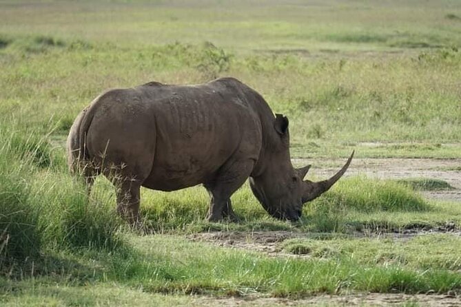 3 Day Private 4x4 Jeep Tour in Masai Mara Safari - What the feedback tells you about service