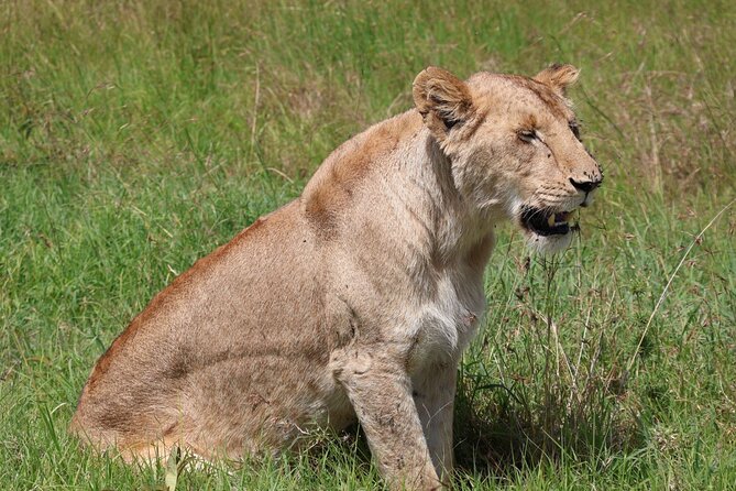 3 Day Private Tour in Maasai Mara with Lodge Luxury with Jeep - What this three-day safari is really offering