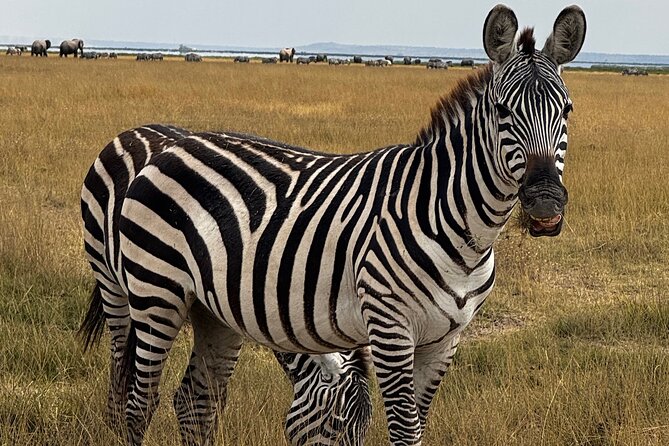 3 Day Private Tour in Maasai Mara with Lodge Luxury with Jeep - The modified Jeep and why the vehicle matters