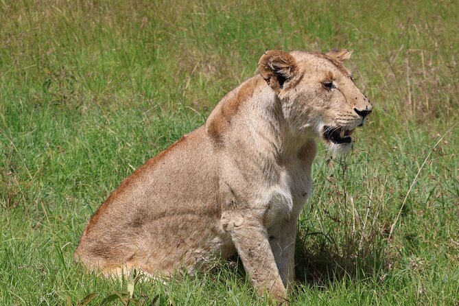 3 Day Private Tour in Maasai Mara with Lodge Luxury with Jeep - Day three: Maasai culture and the road back to Nairobi