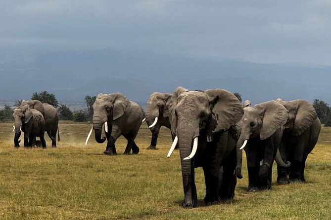 3 Day Private Tour in Maasai Mara with Lodge Luxury with Jeep - The price: good value, with a few questions to ask