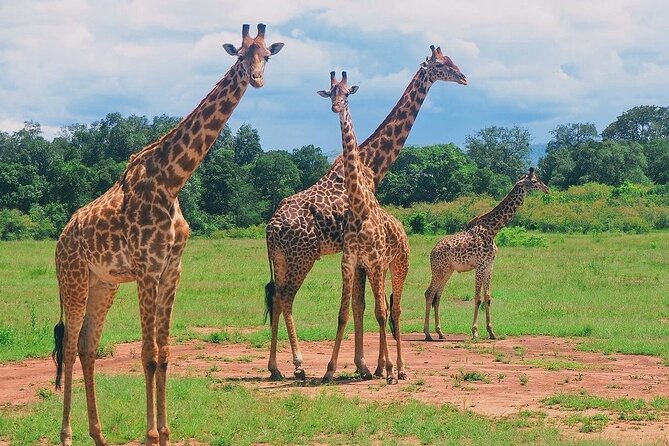 3-Day Private Tour in Tsavo West National Parks - Key points to know before booking