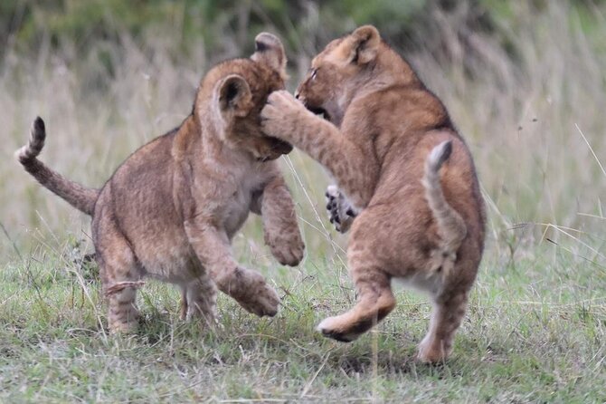 3-Day Private Tour in Tsavo West National Parks - Day three: final sightings before the road back