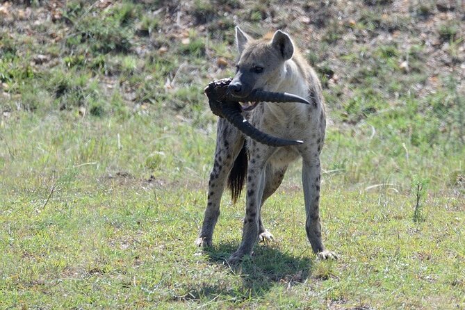 3-Day Private Tour in Tsavo West National Parks - Meals, accommodation, and the $1,790 price