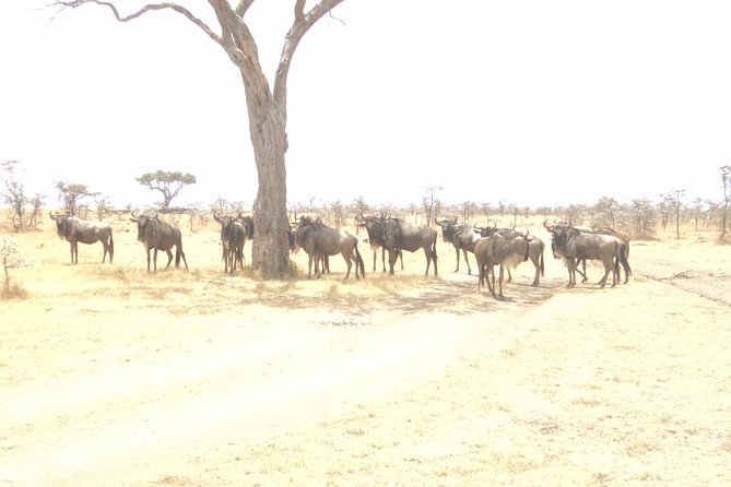3-Day Safari Trip to Masai Mara National Reserve from Nairobi - Key points before you book