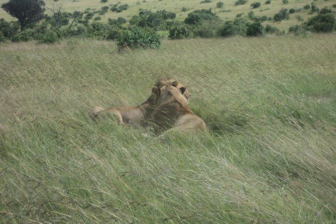 3-Day Safari Trip to Masai Mara National Reserve from Nairobi - Leaving Nairobi at 7:30 AM