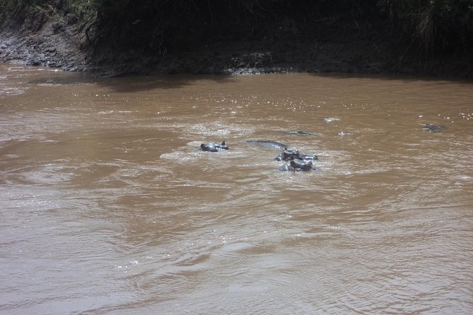 3-Day Safari Trip to Masai Mara National Reserve from Nairobi - Service details and useful names