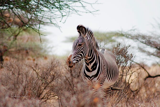 3-Day Samburu Luxury Safari - Why Samburu is worth the long road from Nairobi
