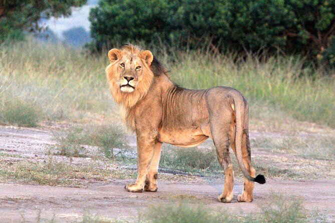 3-Day Samburu Luxury Safari - What the private Land Cruiser changes