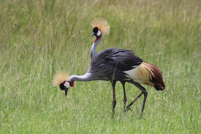 3-Day Samburu Luxury Safari - Accommodation, meals, and the meaning of luxury
